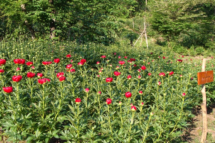 レッドチャーム　アメリカ 等の艶やかな赤の芍薬が咲いてますよ